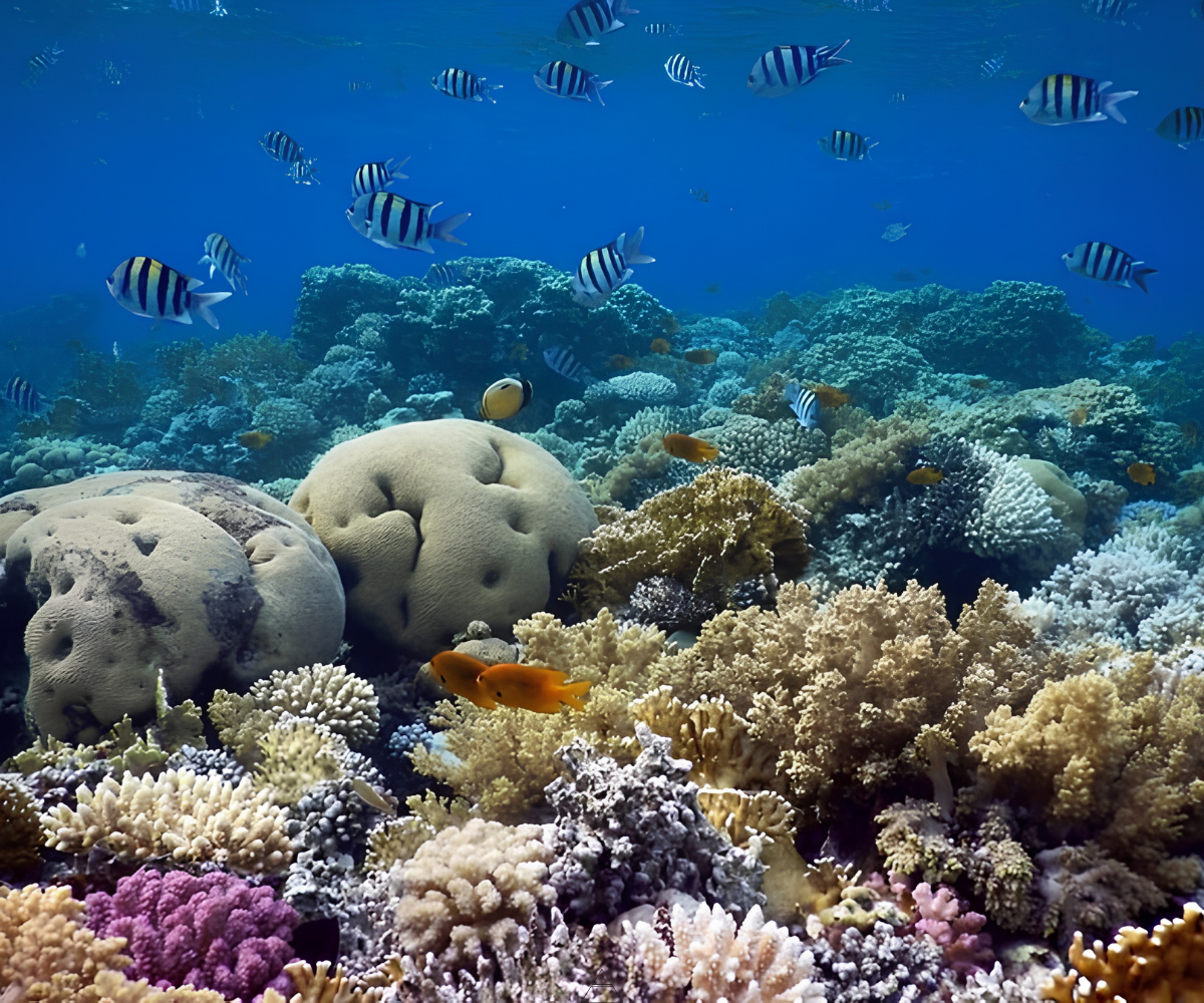 Coral reefs in the Red Sea at Dahab